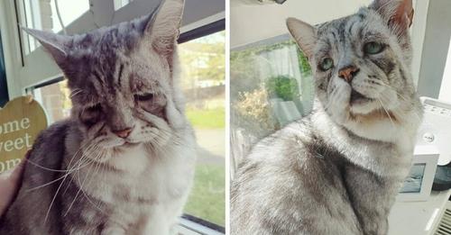 Personne n’a voulu le chat Toby avec le « visage étrange » – regardez la réaction quand il se fait enfin adopté!