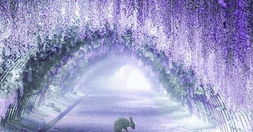 Les somptueux tunnels d’arbres de glycines du Japon font partie des lieux de contes de fées