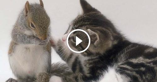 Kit Kat la Chatte qui allaite… des écureuils