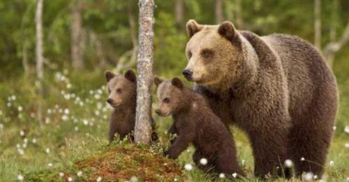 Une pétition lancée après qu’une ourse ait été tuée par un chasseur près de ses deux oursons en Arriège
