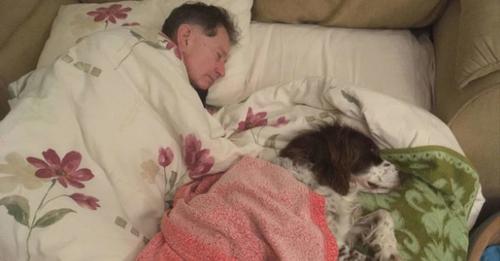 Le chien âgé fait un AVC et le père de famille dort sur le canapé avec lui pour lui tenir compagnie