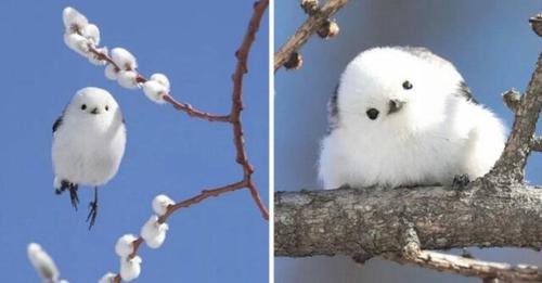 Ces petits oiseaux d’une île japonaise, Shima-enaga, ressemblent à des boules de coton volantes