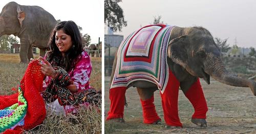 Des villageois tricotent des pulls géants pour les éléphants afin de les protéger du froid