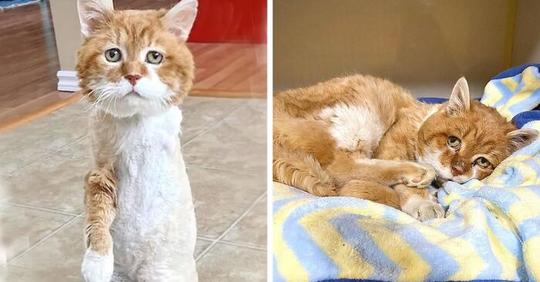 Ce chat à trois pattes revient dans la maison où il était autrefois soigné et reçoit enfin de l'amour