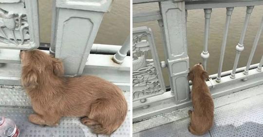 Pendant 4 jours, un petit chien a attendu son propriétaire qui s’est suicidé en sautant d’un pont