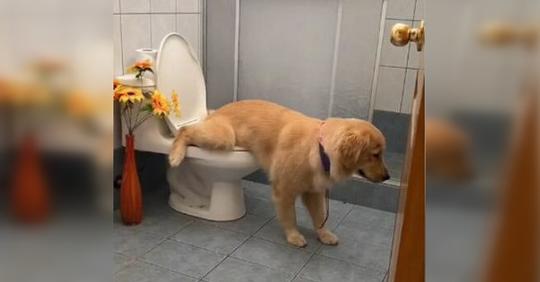 La Golden Retriever Tokyo sait se soulager parfaitement dans les toilettes et devient virale