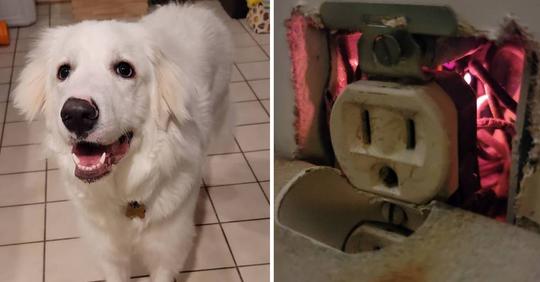 Cette chienne sauve sa famille en découvrant qu’un incendie couve à cause d’une prise électrique