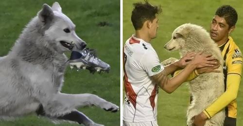 Ce chien errant stoppe un match de football et est adopté par l’un des joueurs présents