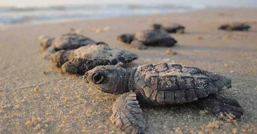 Tortues marines: Les plages désertes sont une aubaine pour la nidification