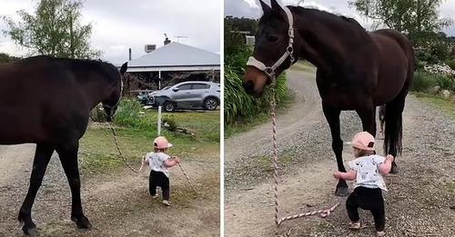 La vidéo de la petite de 15 mois promenant un magnifique cheval par les rênes provoque un tollé