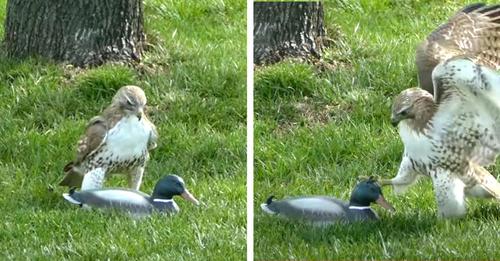 Ce faucon ne semble pas du tout comprendre pourquoi le canard immobile n'a pas peur de lui