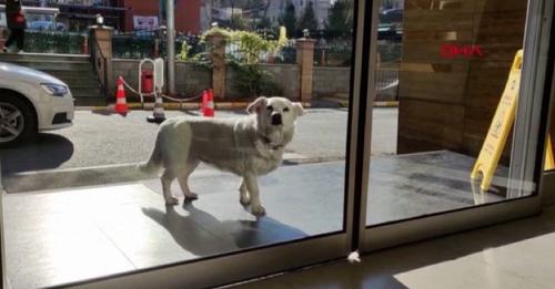 Cette chienne ne veut pas partir de l’hôpital tant que son propriétaire est dedans malgré sa famille