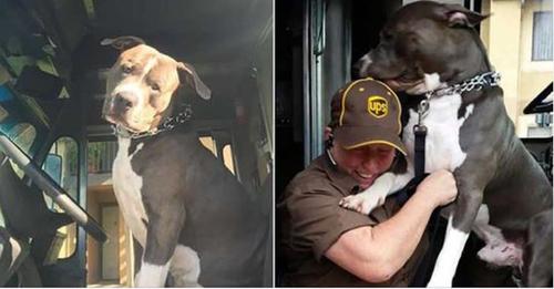 Un chauffeur de UPS, qui a tissé des liens avec un pitbull lors de ses livraisons, l’adopte après le décès de sa propriétaire