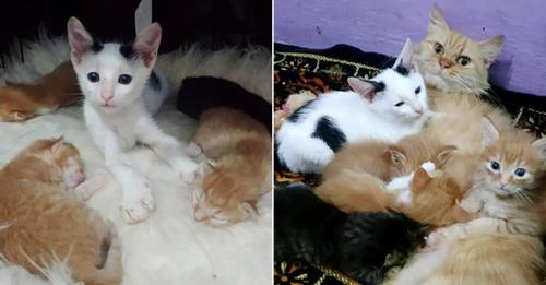 Un chaton orphelin s'incruste dans la portée d’une chatte et décide de faire partie de sa famille