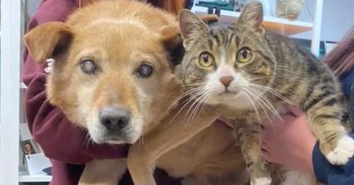 Ce chien aveugle est sauvé avec son meilleur ami chat par un refuge qui refuse de les séparer