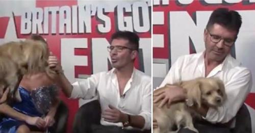 Simon Cowell surpris par un invité spécial: l’un des chiens qu’il a sauvés de l’abattoir