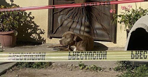 Le chien de la journaliste abattue devant chez elle attend fidèlement devant la porte