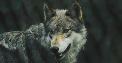 L’UE a décidé: Les loups sont désormais une espèce protégée