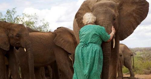 Des éléphants orphelins font toujours la queue pour faire des câlins à la femme qui leur a sauvé la vie