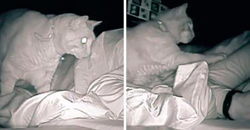 La femme place une caméra pour voir ce que son chat lui fait la nuit et n’en revient pas