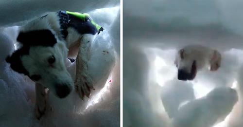 L'homme enterré sous la neige filme comment ce chien de sauvetage vient à sa rescousse