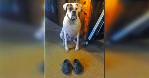 La femme laisse 2 chaussures devant son chien qui fait rire des milliers de personnes avec sa réaction