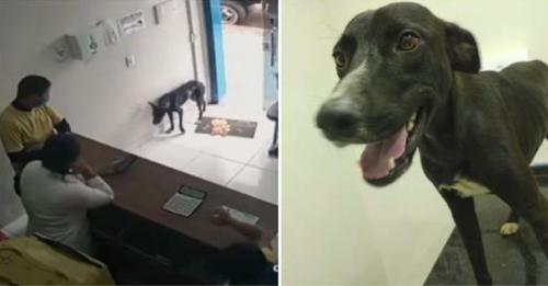Un chien errant blessé à la patte se présente à une clinique vétérinaire et obtient de l’aide