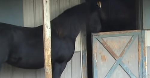 Des chevaux disparaissent mystérieusement tous les jours puis le ‘voleur’ est pris en flagrant délit