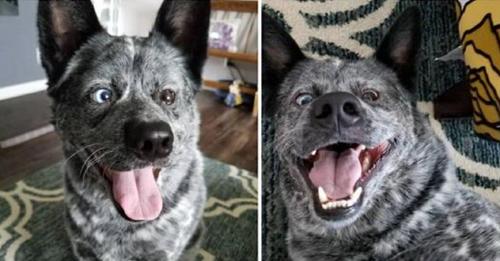 Un chien dépourvu de certaines parties de son cerveau est sauvé de l’euthanasie et est désormais le « chien le plus heureux du monde »