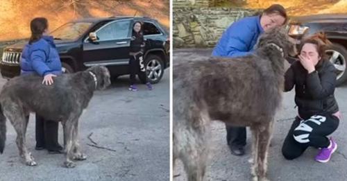 La femme a la réaction la plus naturelle en retrouvant enfin son chien disparu après un accident de voiture
