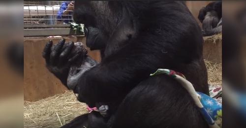 Cette maman gorille donne naissance à un bébé et ne peut pas s’arrêter de l’embrasser tendrement