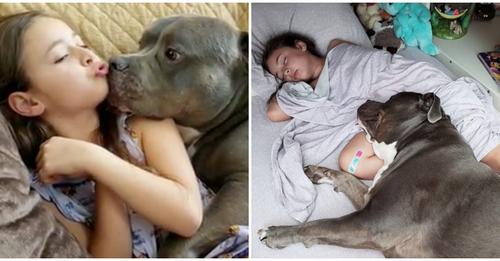 Ce pitbull refuse de dormir sans sa meilleure amie, la petite fille de 4 ans de la famille