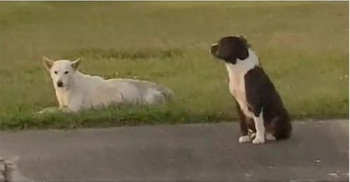 Un chien errant dévoué protège sa meilleure amie blessée, renversée par une voiture