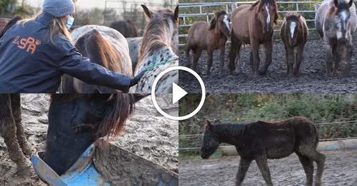 Sous-alimentés, maltraités et vivant dans la boue, plus de 100 chevaux sont sauvés par la S.P.A.