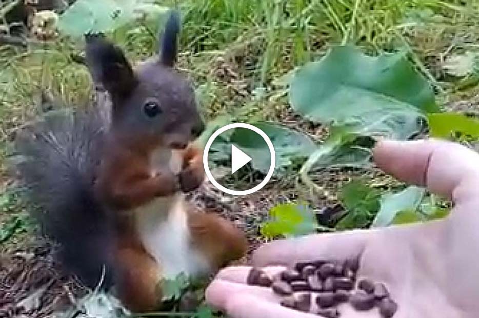 Quand tu proposes des noix à un écureuil et que soudain, il a un bug