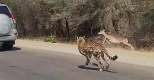 Une antilope poursuivie par deux guépards dans un parc surprend les touristes par sa réaction