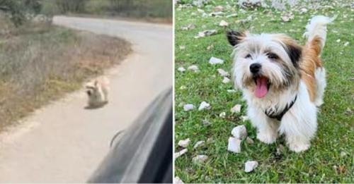 Une chienne errante poursuit la voiture d’un couple en vacances – qui s’arrête pour lui offrir un nouveau foyer