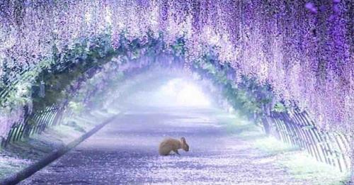Les somptueux tunnels d’arbres de glycines du Japon font partie des lieux de contes de fées