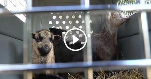 200 animaux abandonnés sauvés par la fondation « 30 Millions d’Amis »
