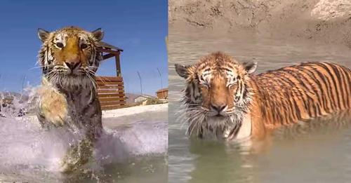 Voici le moment où ces tigres maltraités durant toute leur vie nagent pour la première fois
