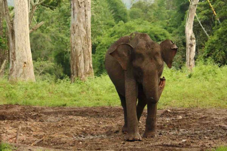 Un éléphant pleure après avoir été libéré de 50 ans de captivité