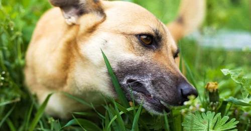 Que faire si votre chien mange de l’herbe ?