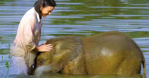Cet éléphanteau est effrayé par l'eau mais voici comment la soignante l'aide à vaincre sa peur