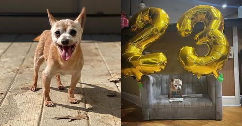 Le plus vieux chien du refuge a eu droit à une fête spéciale pour son 23e anniversaire – Joyeux anniversaire, Bully!