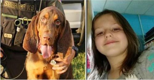 Un chien limier retrouve une fillette de 6 ans enlevée en suivant son odeur