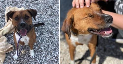 Le chien adopté après 14 mois dans un refuge est abandonné de nouveau un jour plus tard