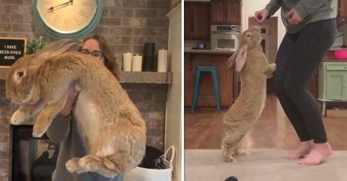 Cet énorme lapin est presque aussi grand que ses propriétaires et étonne les internautes
