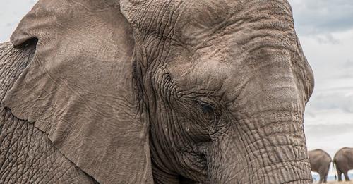 Certains éléphants naissent sans défenses en réaction au braconnage