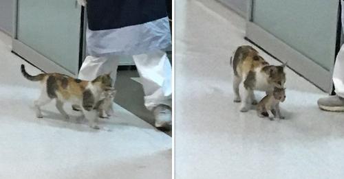 La chatte abandonnée emmène son chaton malade dans un hôpital où les médecins se dépêchent de l’aider