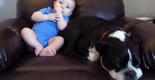 Le chien profite de sa sieste et réagit de manière hilarante en sentant que le bébé a fait dans sa couche